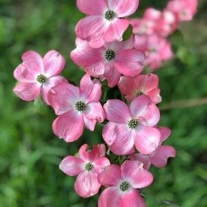 Meet your Posher, Diana